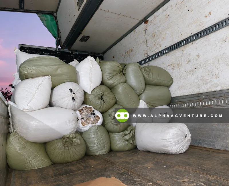 Buy Corn Silage in Sacks at Alpha Agventure Farms