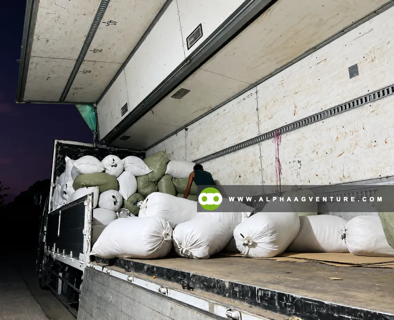 Buy Corn Silage in Sacks at Alpha Agventure Farms