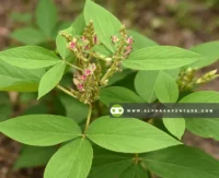 Buy Flemingia Seeds and Seedlings for Sale at Alpha Agventure Farms