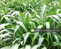 Buy Guatemala Grass Cuttings for Sale at Alpha Agventure Farms