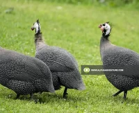 Guinea Fowl