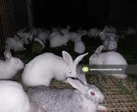 Rabbits