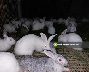 Buy Hybrid Rabbit for Sale at Alpha Agventure Farms