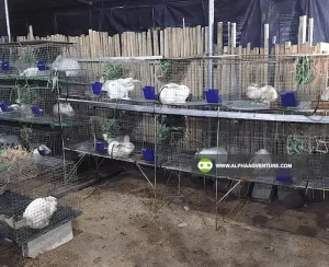 Buy Hybrid Rabbit for Sale