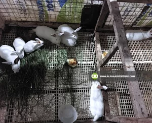 Buy Hybrid Rabbit for Sale