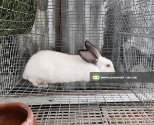Buy Hybrid Rabbit for Sale