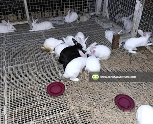 Buy Hybrid Rabbit for Sale