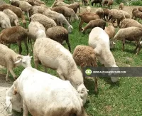 Buy Hybrid Sheep for Sale at Alpha Agventure Farms 1