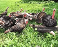 Buy Hybrid Turkey for Sale at Alpha Agventure Farms