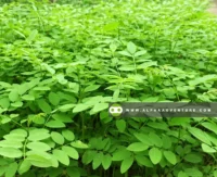 Buy Indigofera Seeds and Seedlings for Sale at Alpha Agventure Farms