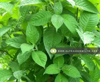 Buy Madre de Agua Cuttings and Seedlings at Alpha Agventure Farms