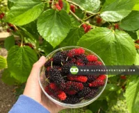 Buy Mulberry Cuttings and Seedlings for Sale at Alpha Agventure Farms