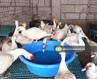 Buy Muscovy Duck for Sale at Alpha Agventure Farms
