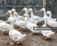 Buy Pekin Duck for Sale at Alpha Agventure Farms
