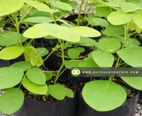 Buy Rensonii Seeds and Seedlings for Sale at Alpha Agventure Farms