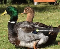 Buy Rouen Duck for Sale at Alpha Agventure Farms