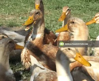 Buy Saxony Ducks for Sale at Alpha Agventure Farms
