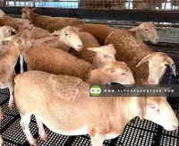 Sheep
