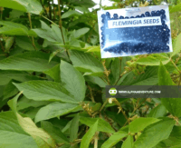 Flemingia Seeds and Seedlings for Sale at Alpha Agventure Farms