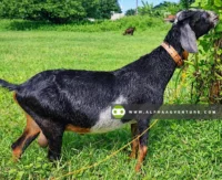 Goat Stud Service by Alpha Agventure Farms