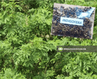 Indigofera Seeds and Seedlings for Sale at Alpha Agventure Farms