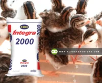 Buy BMEG Integra 2000 for Sale at Alpha Agventure Farms