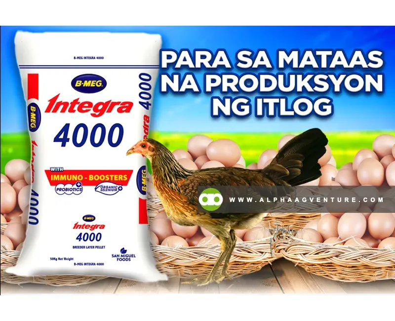 Buy BMEG Integra 4000 for Sale at Alpha Agventure Farms