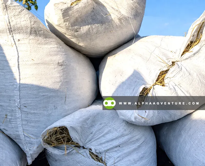 Buy Rice Straw or Hay for Sale at Alpha Agventure Farms