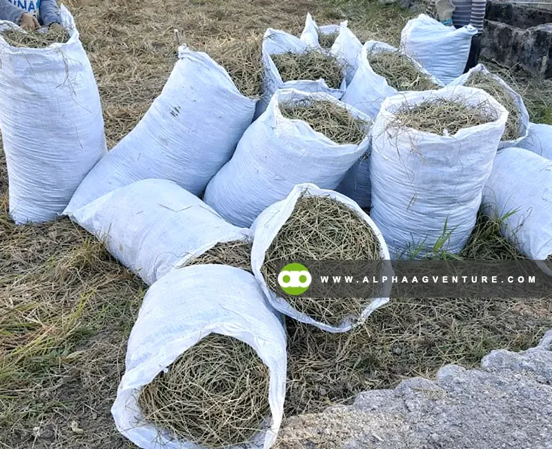 Buy Rice Straw or Hay for Sale at Alpha Agventure Farms
