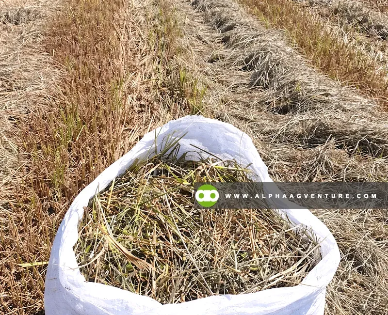Buy Rice Straw or Hay for Sale at Alpha Agventure Farms