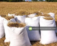 Buy Rice Straw or Hay for Sale at Alpha Agventure Farms