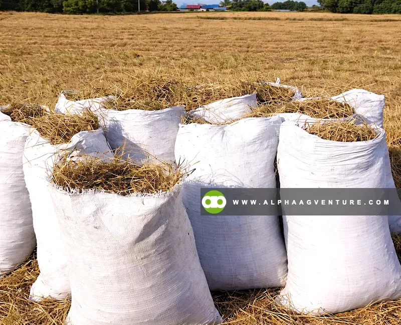 Buy Rice Straw or Hay for Sale at Alpha Agventure Farms