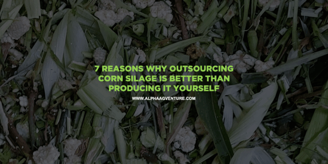 7 Reasons Why Outsourcing Corn Silage Is Better Than Producing It Yourself