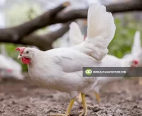 Buy ISA White for Sale at Alpha Agventure Farms