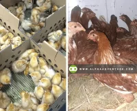 Buy Tetra Brown for Sale at Alpha Agventure Farms