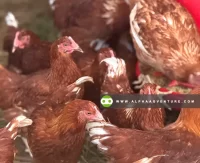 Buy Tetra Brown for Sale at Alpha Agventure Farms