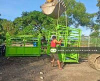 Cattle Weighing Scale for Sale at Alpha Agventure Farms