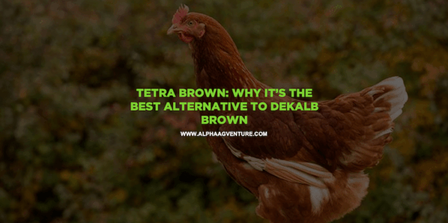 Tetra Brown: Why It’s the Best Alternative to Dekalb Brown