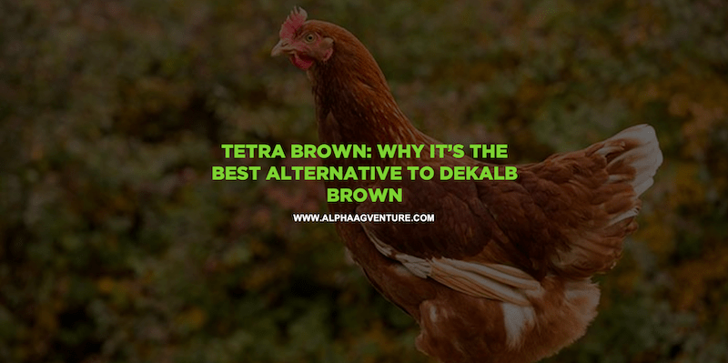 Tetra Brown: Why It’s the Best Alternative to Dekalb Brown