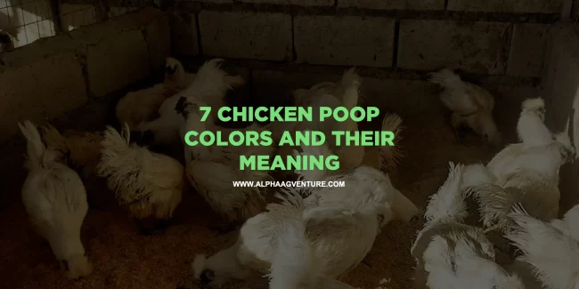 7 Chicken Poop Colors and Their Meaning