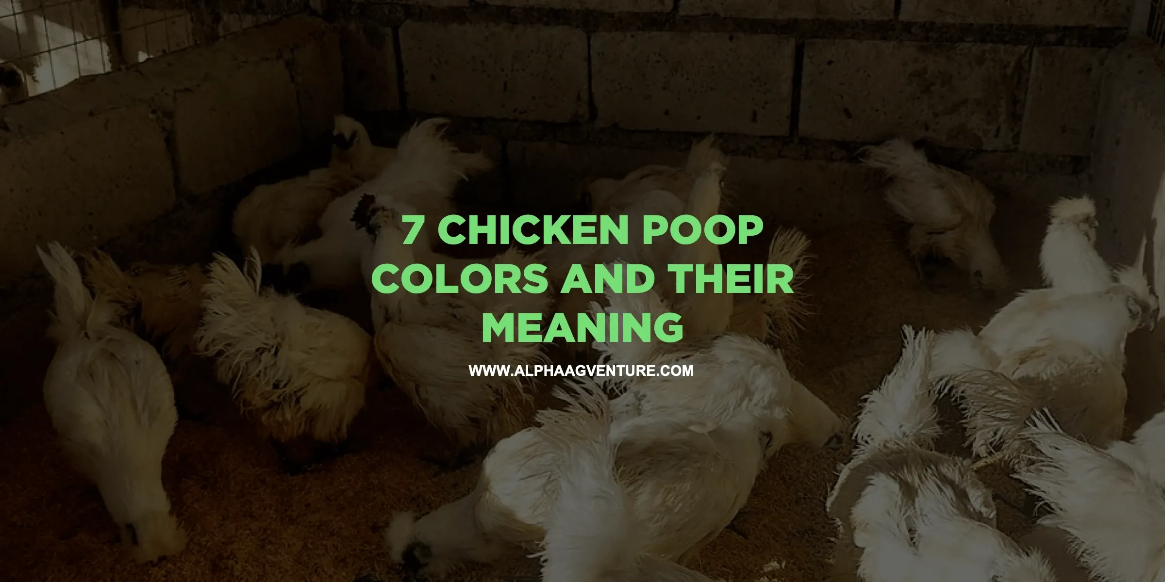 7 Chicken Poop Colors and Their Meaning