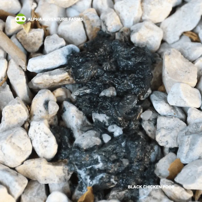 Black Chicken Poop Color