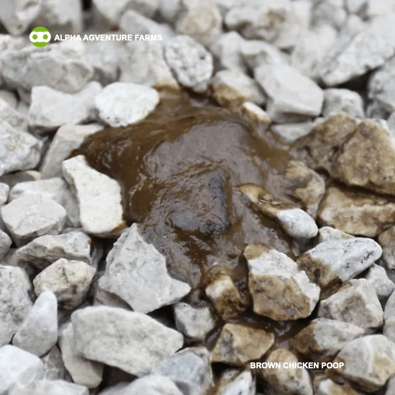 Brown Chicken Poop Color