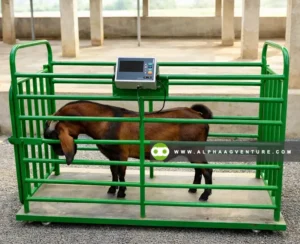 Buy Goat and Sheep Digital Weighing Scale for Sale