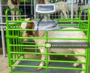 Buy Goat and Sheep Digital Weighing Scale for Sale