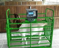 Buy Digital Goat and Sheep Weighing Scale for Sale at Alpha Agventure Farms