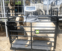Digital Goat and Sheep Weighing Scale (Swing Door) for Sale at Alpha Agventure Farms