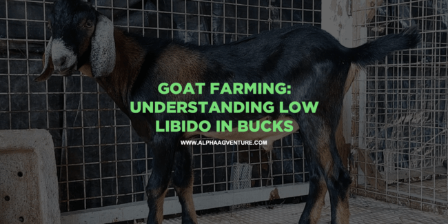 Goat Farming: Understanding Low Libido in Bucks