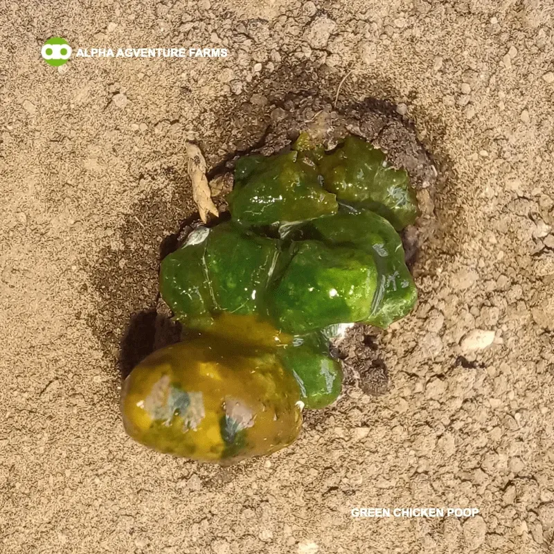 Green Chicken Poop Color