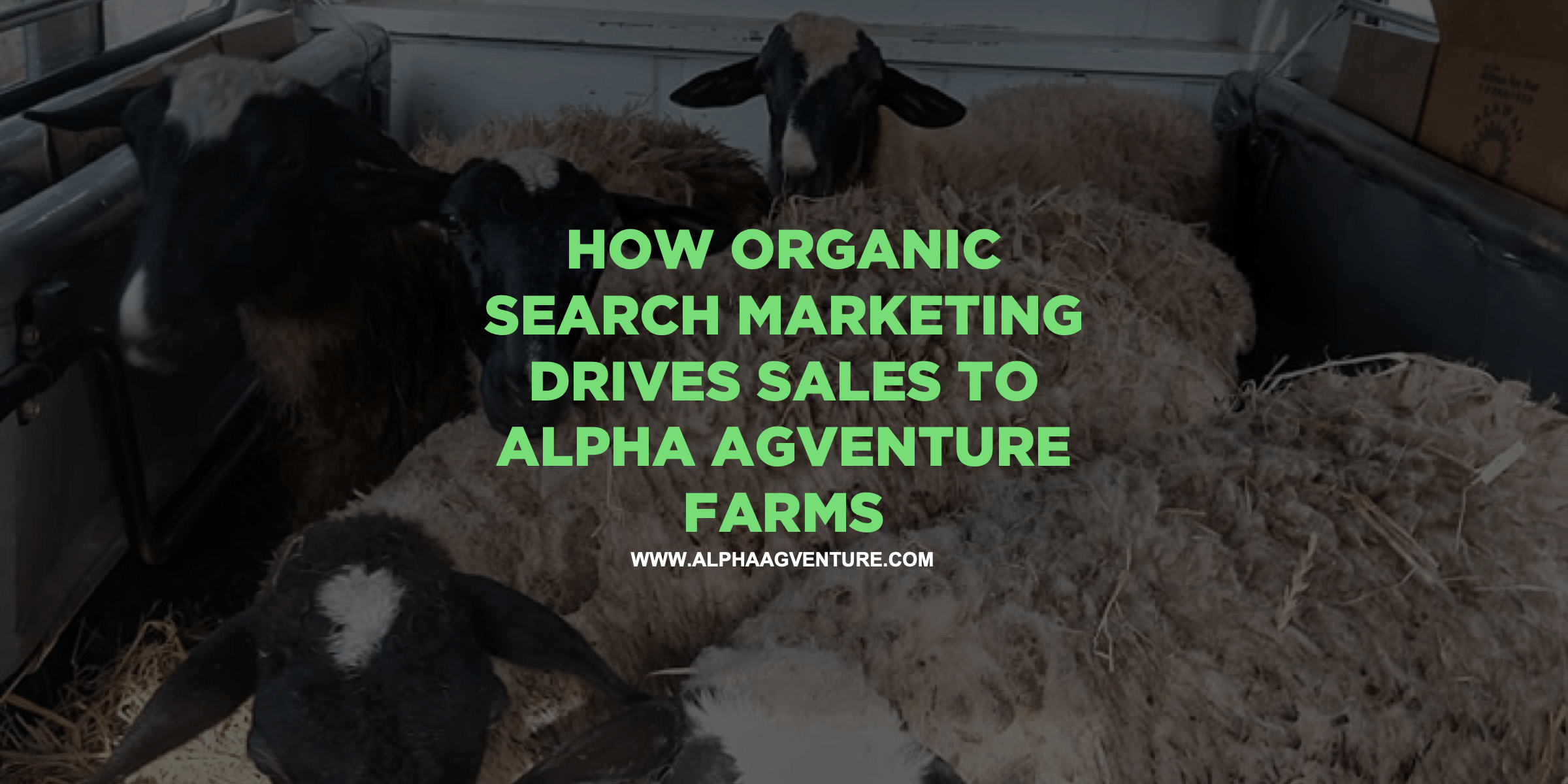 How Organic Search Marketing Drives Sales to Alpha Agventure Farms